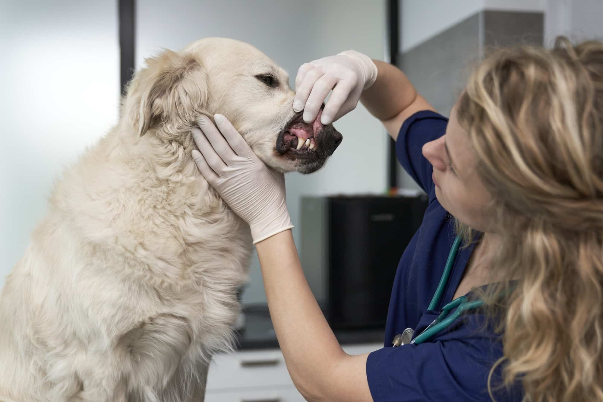 The Importance of Dental Care in Dogs