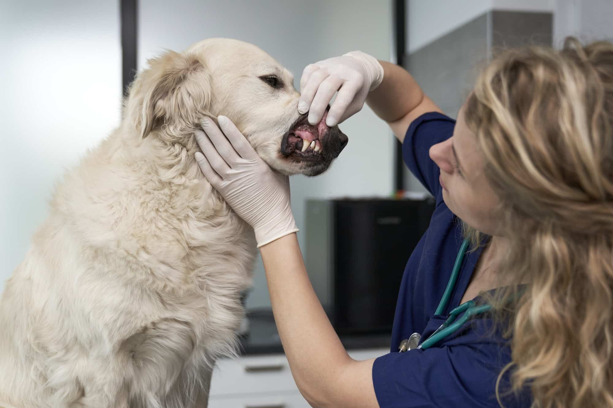 The Importance of Dental Care in Dogs The Importance of Dental Care in Dogs